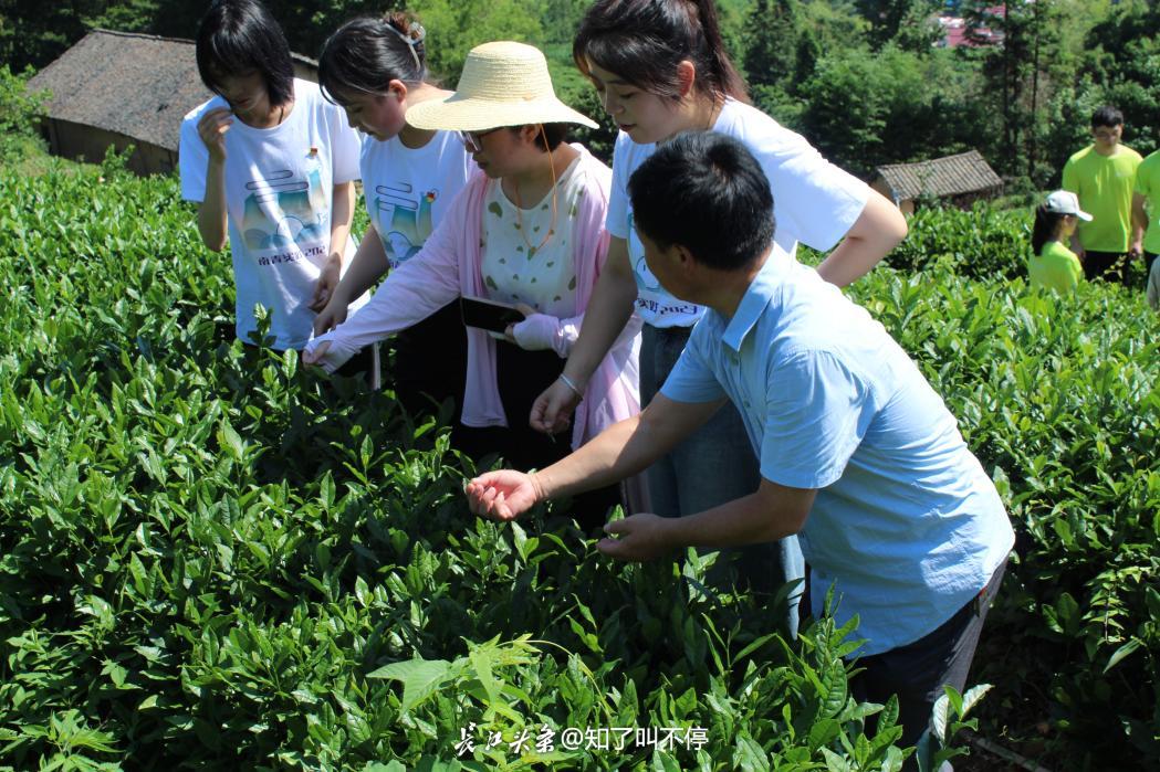 把论文写在祖国大地上！长江头条《全国大学生暑期社会实践报告（2023年）》发布(图5)