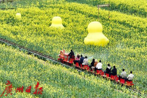 穿梭金色海洋慢享春日时光来打卡南沙三月限定浪漫！(图2)