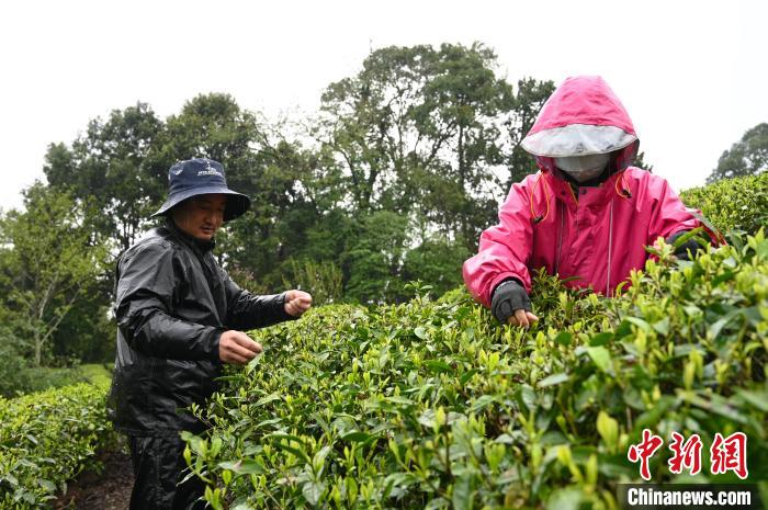 西藏墨脱春季采茶忙(图1)