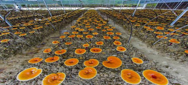 丽水6个品牌上榜2023中国食用菌产业区域品牌价值评价榜单(图2)